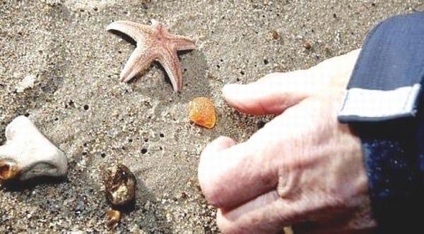 Hånd samler rav og søstjerne på stranden